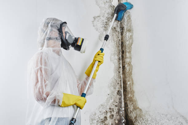 Best Residential Mold Remediation in Colleyville, TX