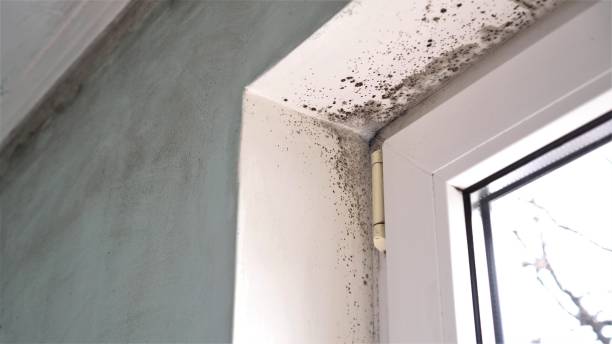 Best Crawl Space Mold Remediation in Colleyville, TX