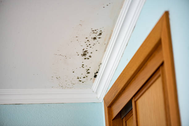 Best Attic Mold Remediation in Colleyville, TX