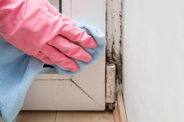 Best Industrial Mold Remediation in Colleyville, TX