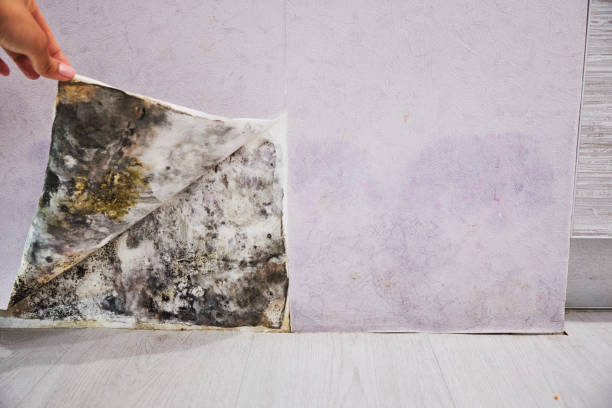 Best Industrial Mold Remediation in Colleyville, TX